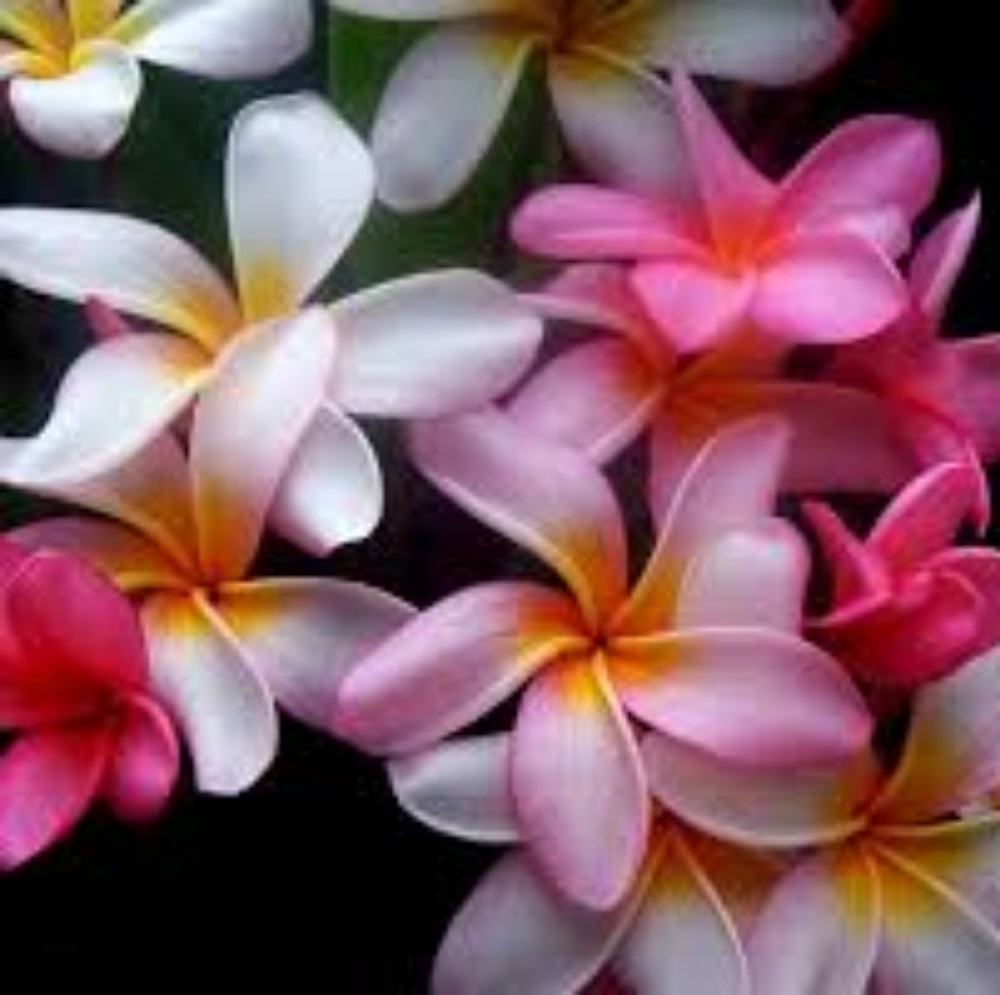 Meet your Posher, Jacqueline